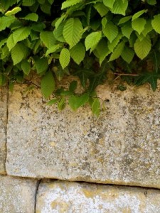Plant and wall